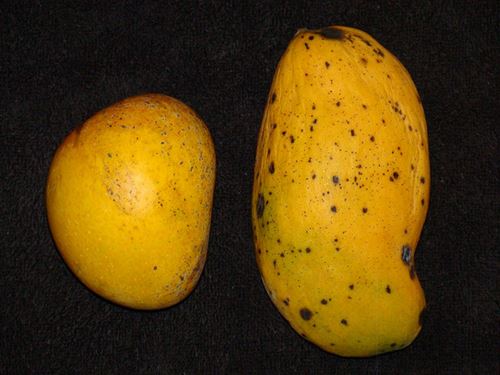 Madame-Francique-mango