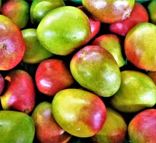 Types of mangoes