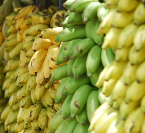 Types of bananas