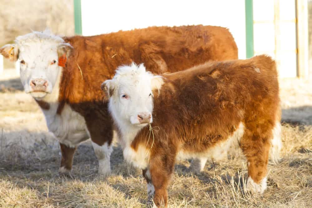 Caring for Miniature Cattle