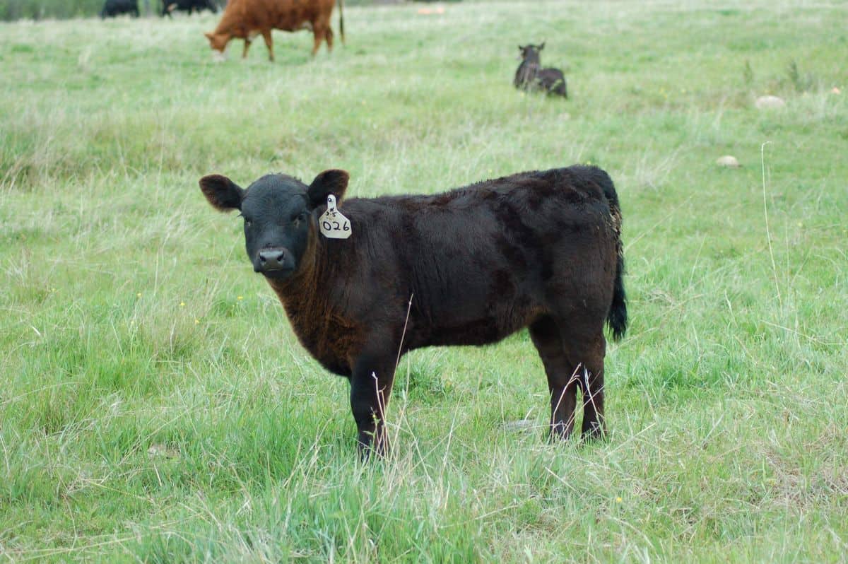 Lowline Mini cow