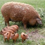 Mangalitsa Baby Pigs