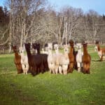 Krystal Acres Alpaca Farm