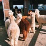 White and Brown Alpacas