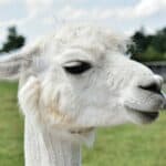 white llama close up