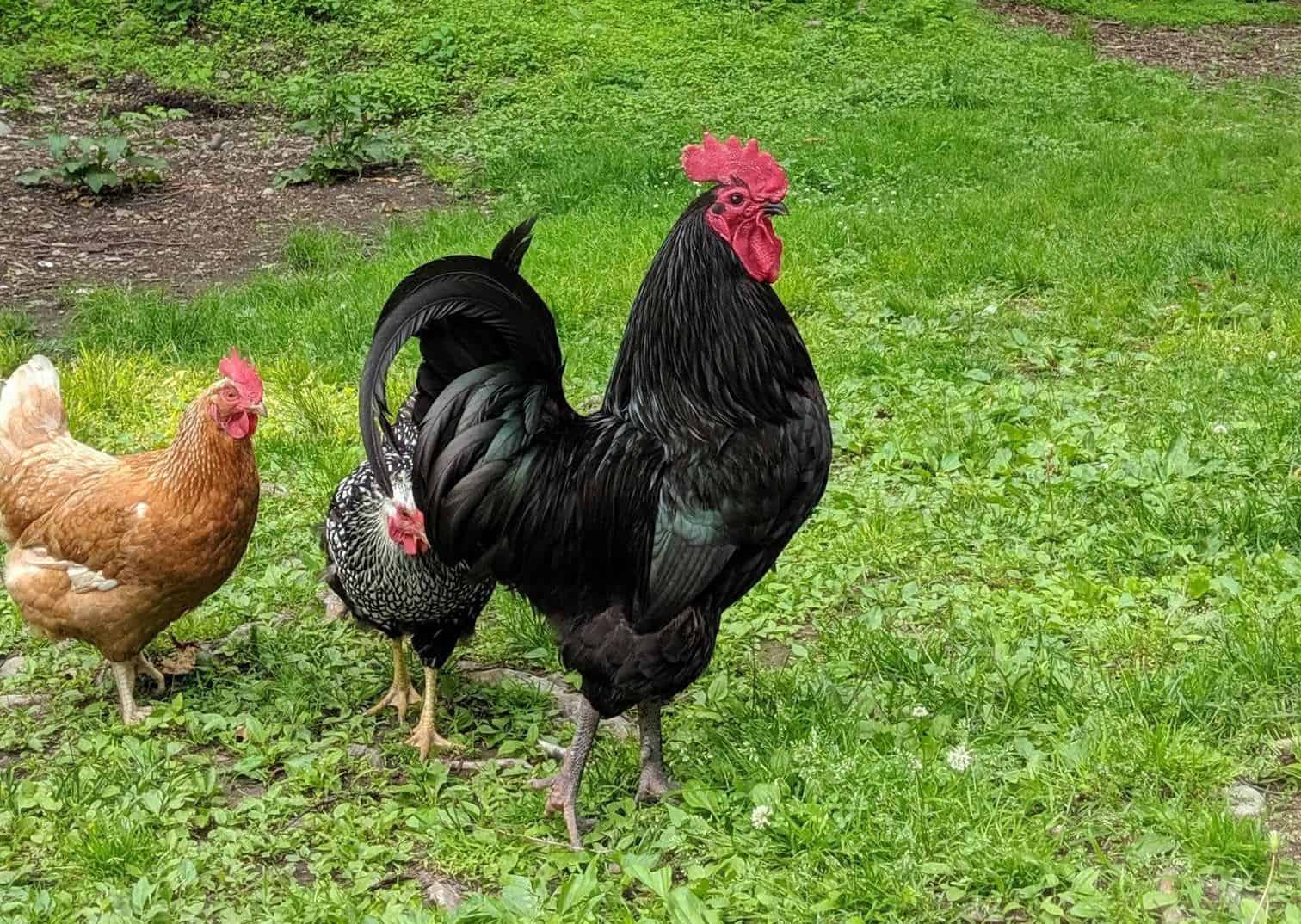 Australorp Rooster