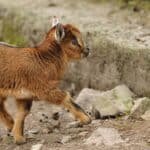 Baby Pygmy Goat