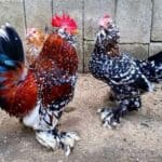 Barbu D’Uccle Rooster