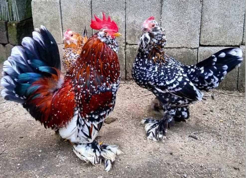 Barbu D’Uccle Rooster