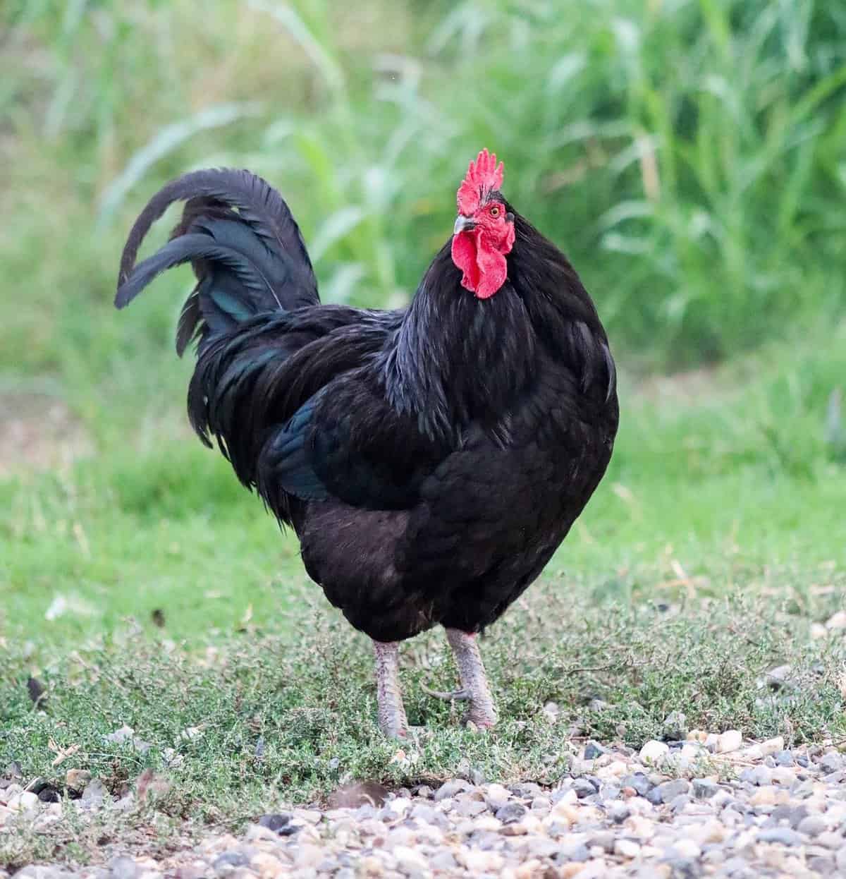 Black Chicken Types