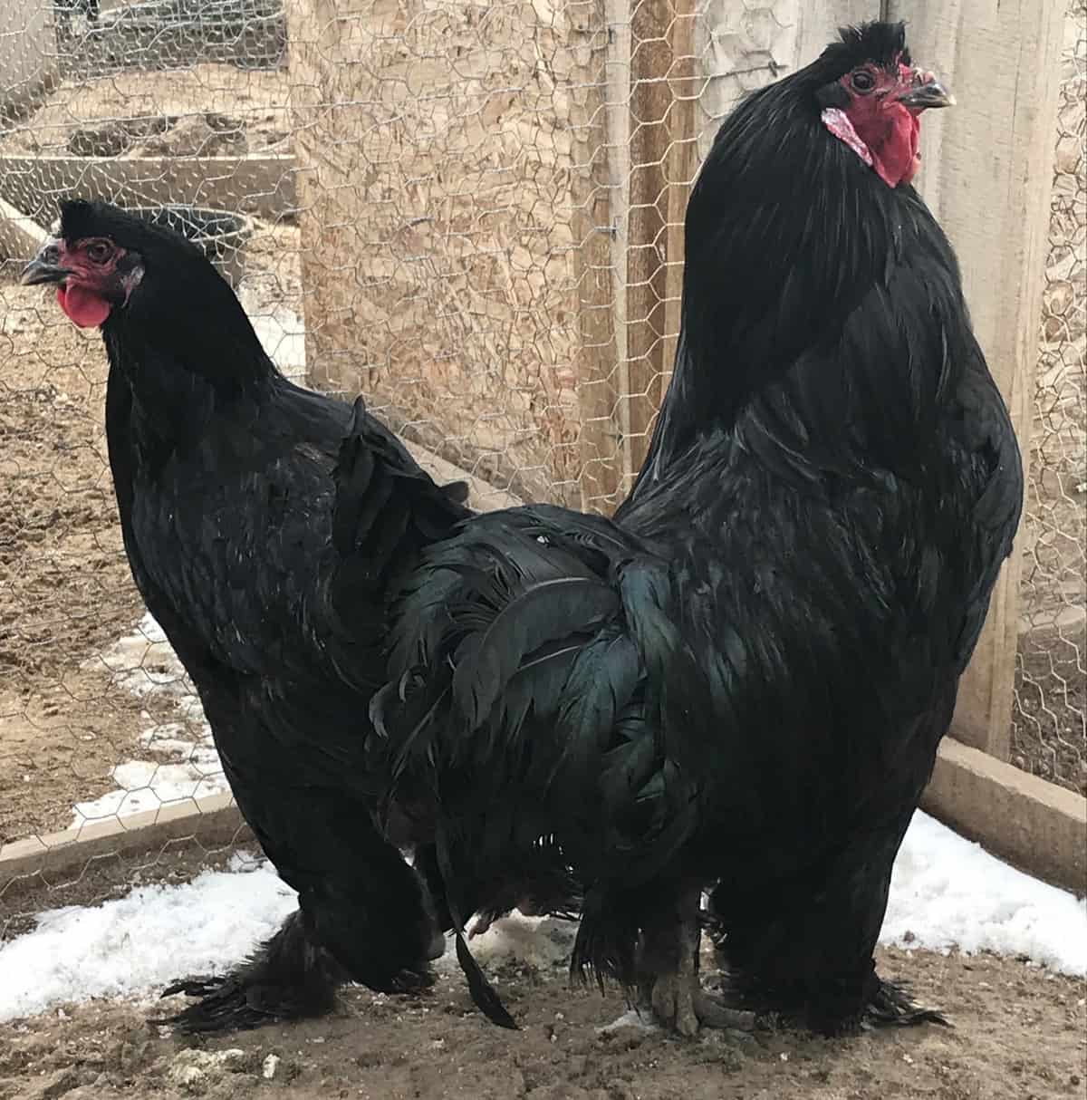 Breda black chicken