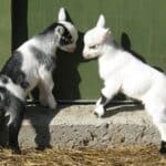 Brucklay Pygmy Goats