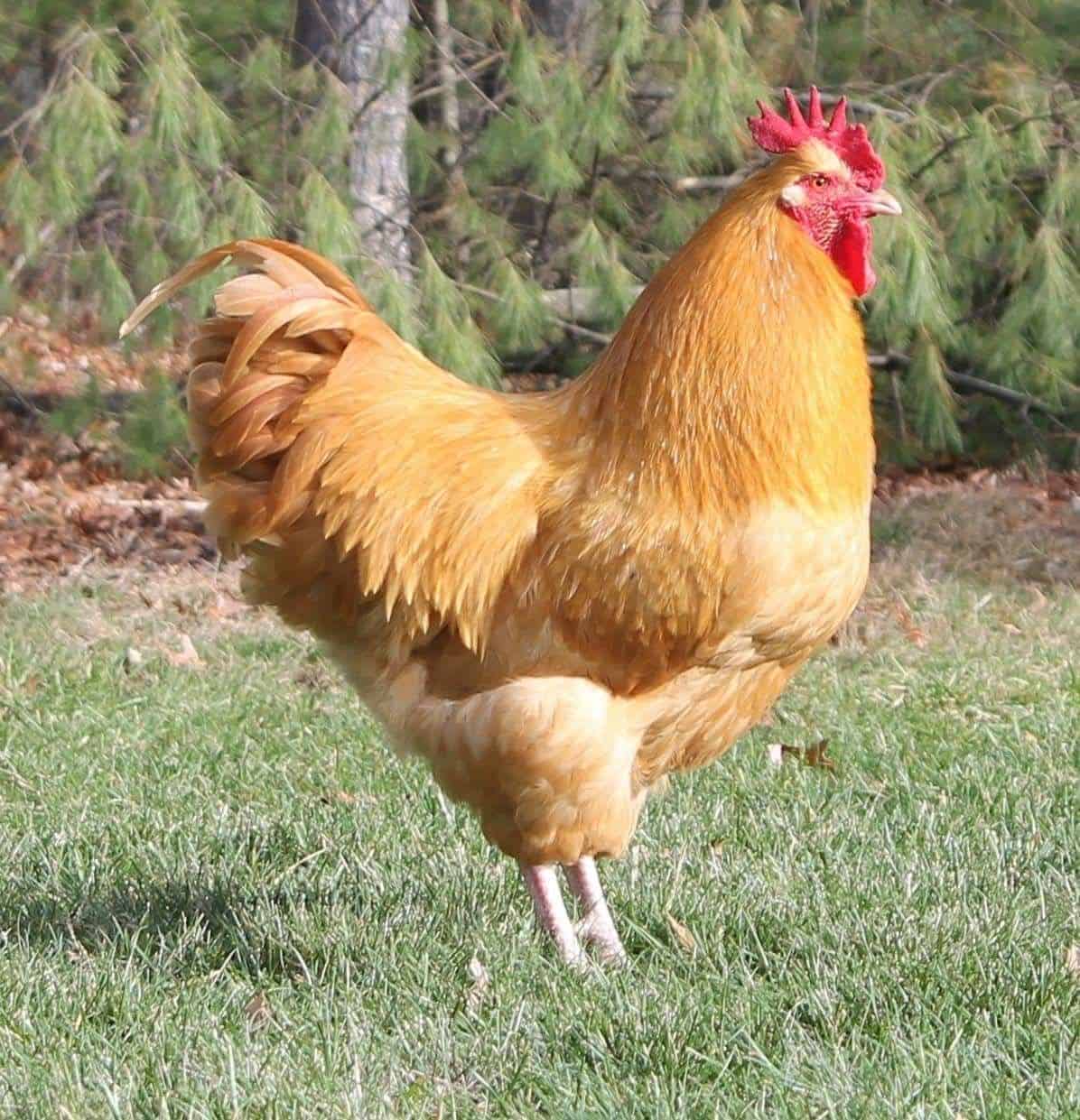 Buff Orpington Rooster