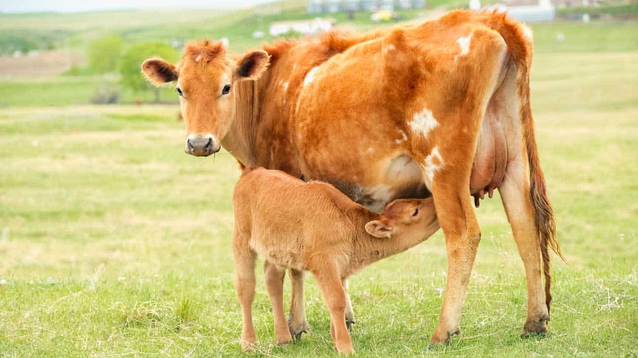 Calves feeding