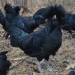 Crevecoeur black chicken