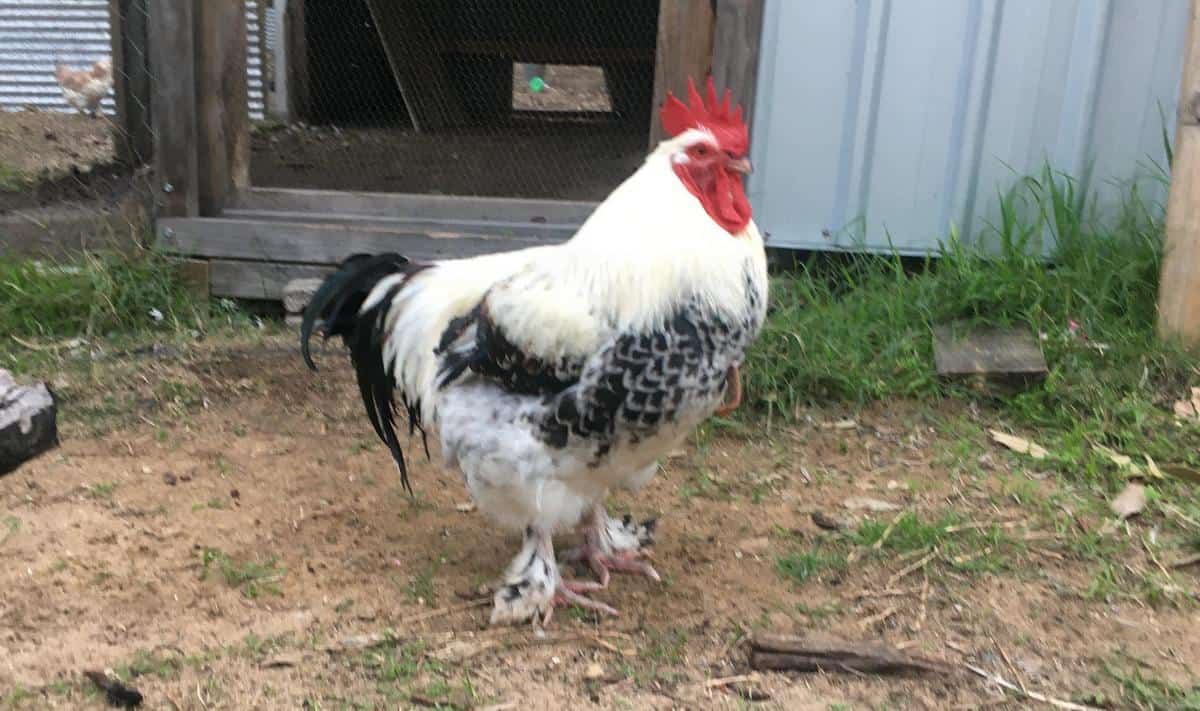 Faverolle Rooster