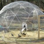 Geodesic Chicken Dome