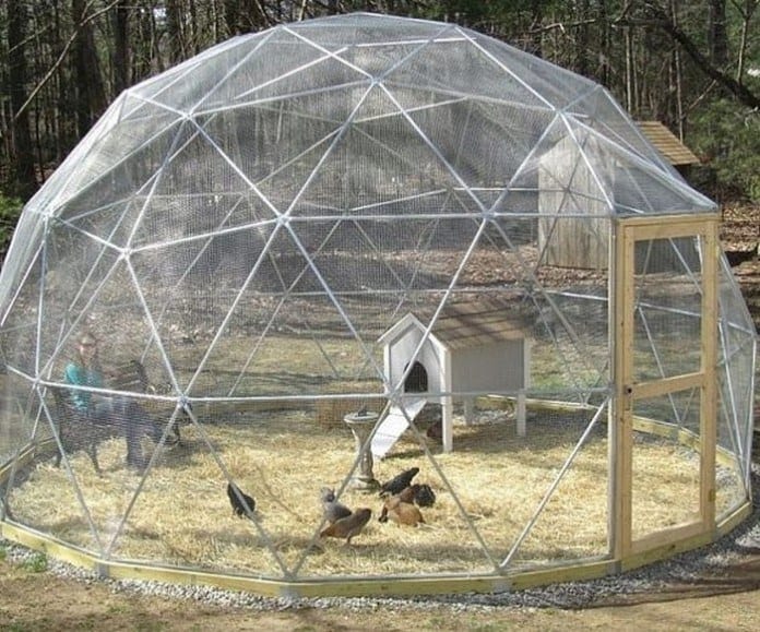 Geodesic Chicken Dome