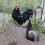 How to Choose a Black Chicken Breed