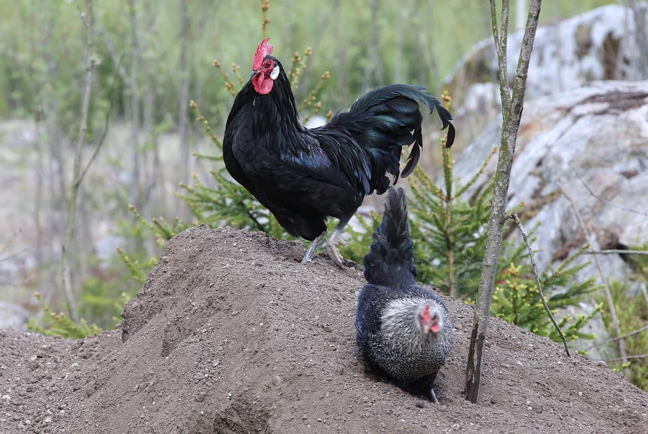 How to Choose a Black Chicken Breed