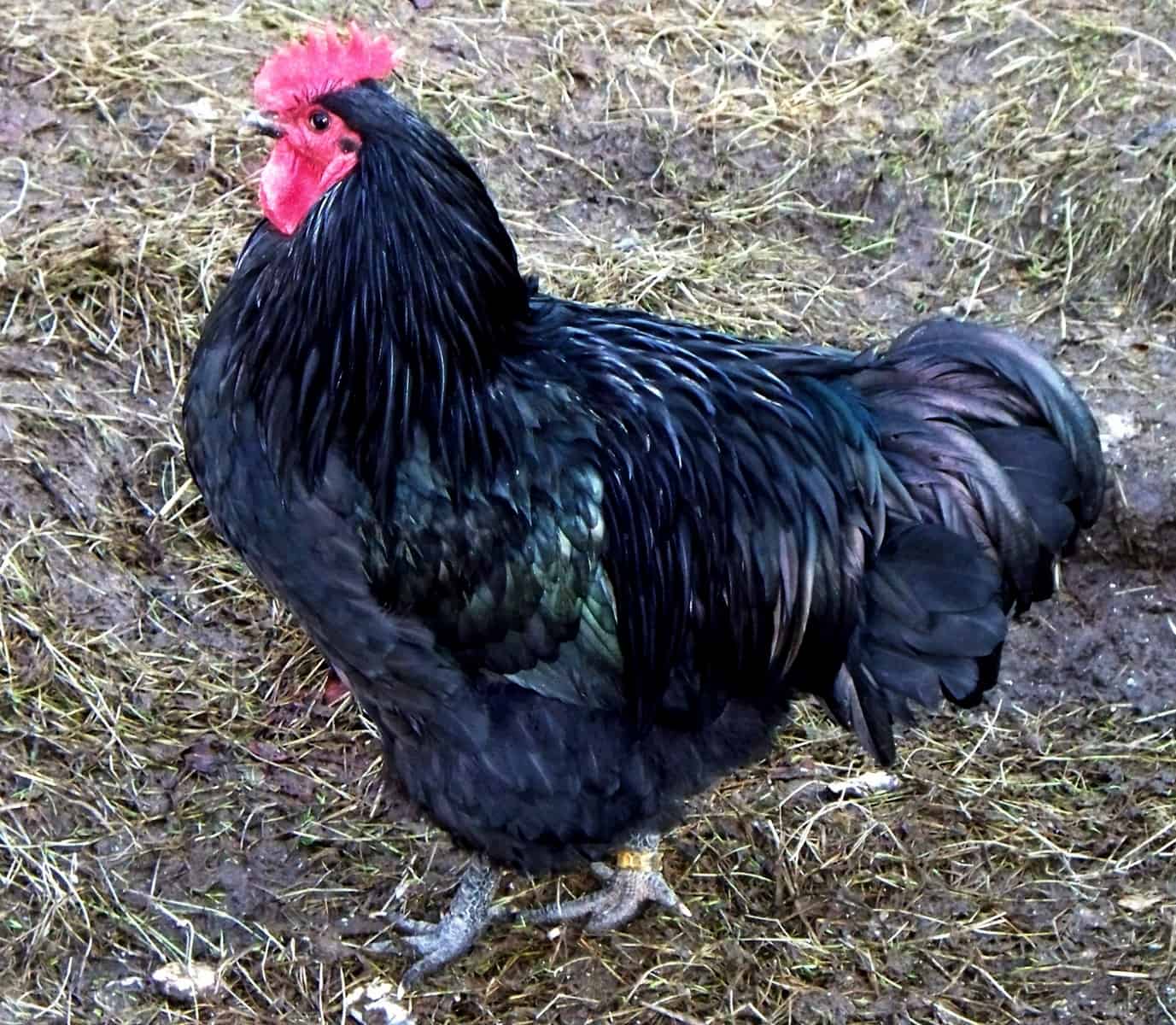 Java black chicken