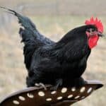 Jersey Giant black chicken