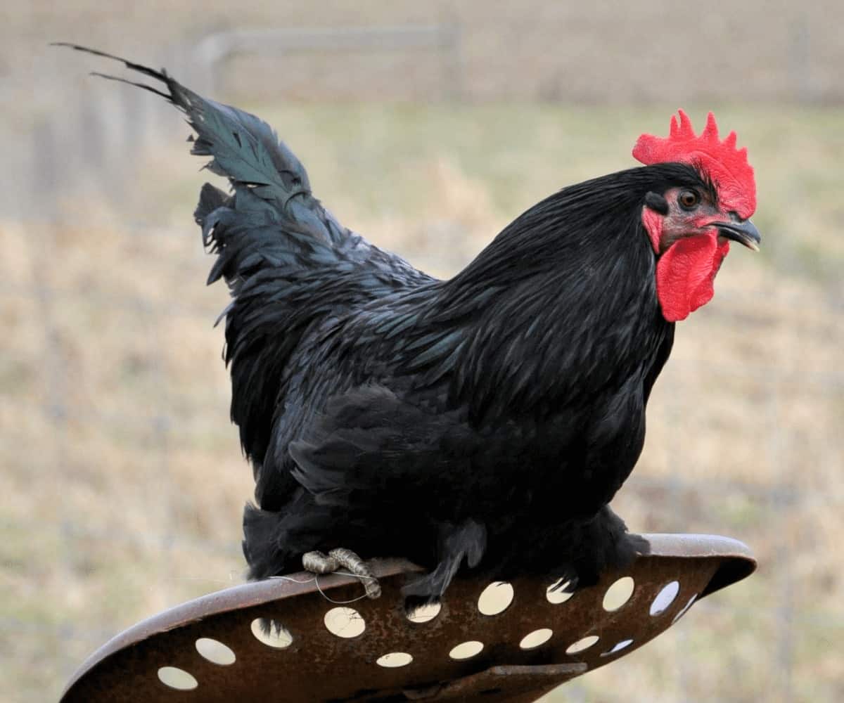 Jersey Giant black chicken