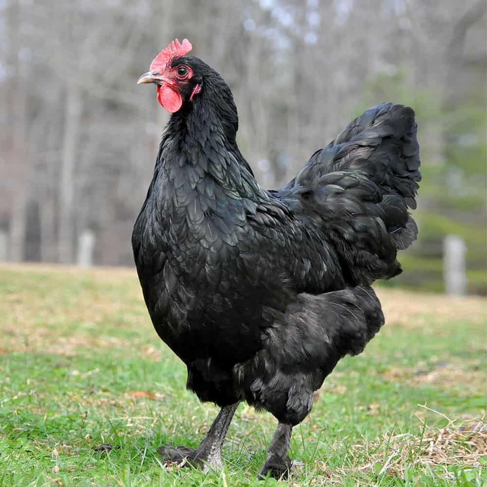 Langsham black chicken
