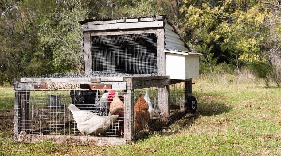 Old and New Chicken Tractor