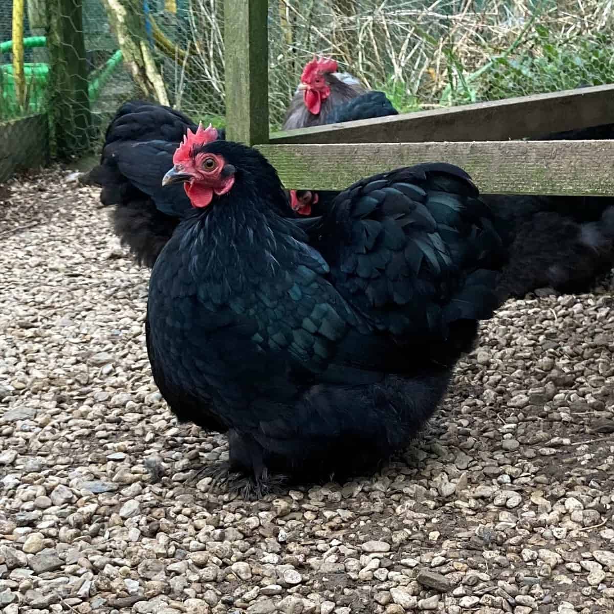 Pekin black chicken