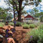 Pine lavender farm in Arizona