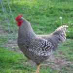 Plymouth Rock Rooster