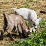 Pygmy Goats Guide