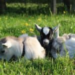 Pygmy Goats at Clark’s Ellioak Farm