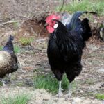 Questions about Black Chickens
