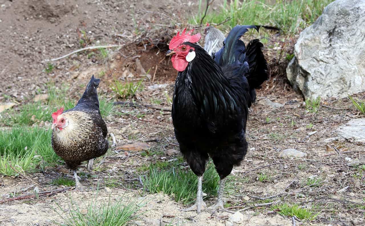 Questions about Black Chickens