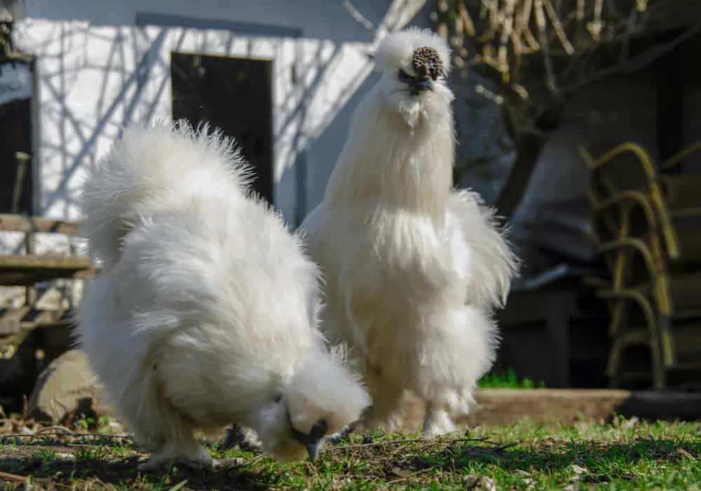 Silkie Rooster