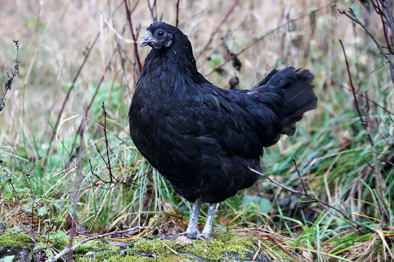 Svarthona black chicken
