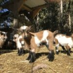 The Ericksons’ Pygmy Goats