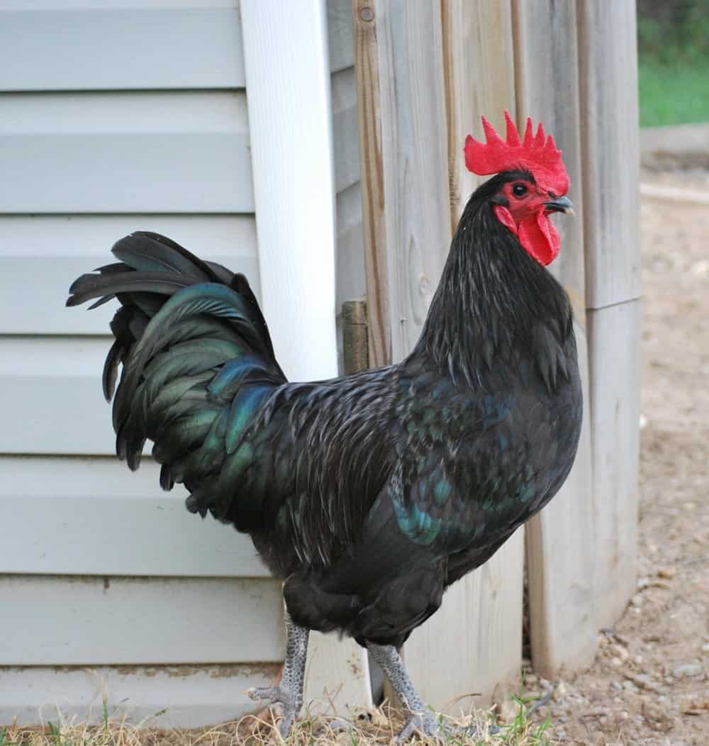 black Australorp chicken