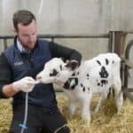 calf feeding tube