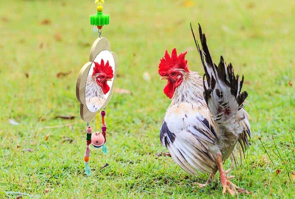 Chicken Toys with Mirror