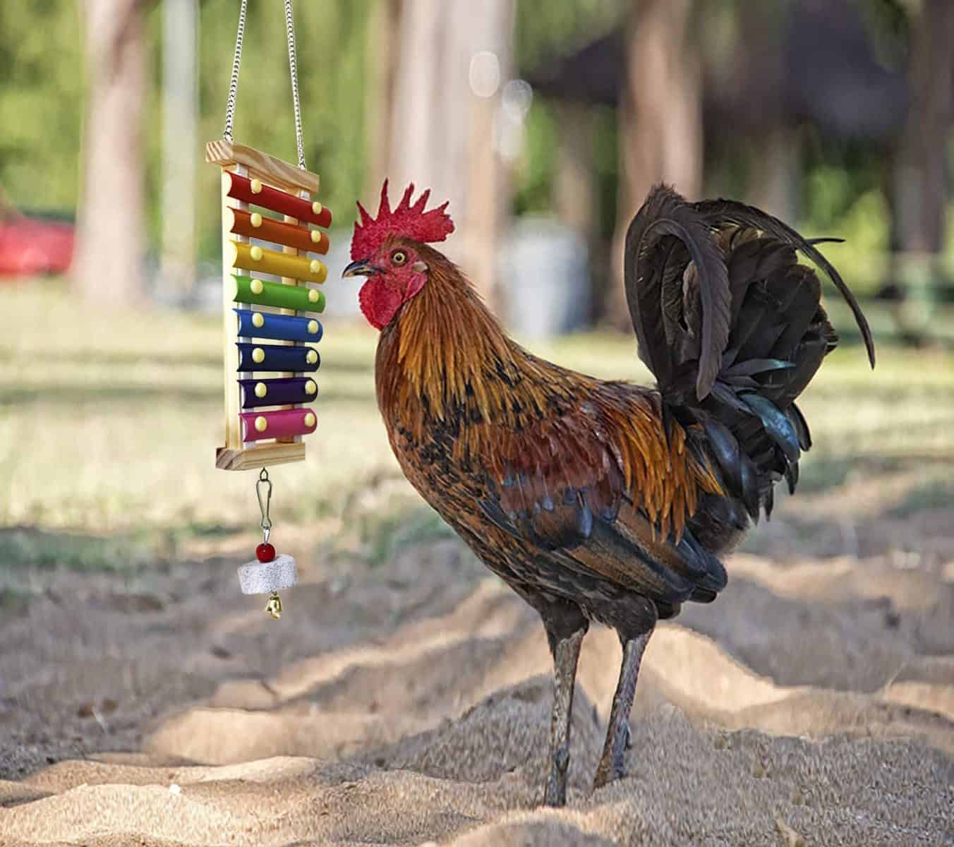 Chicken Xylophone Toy