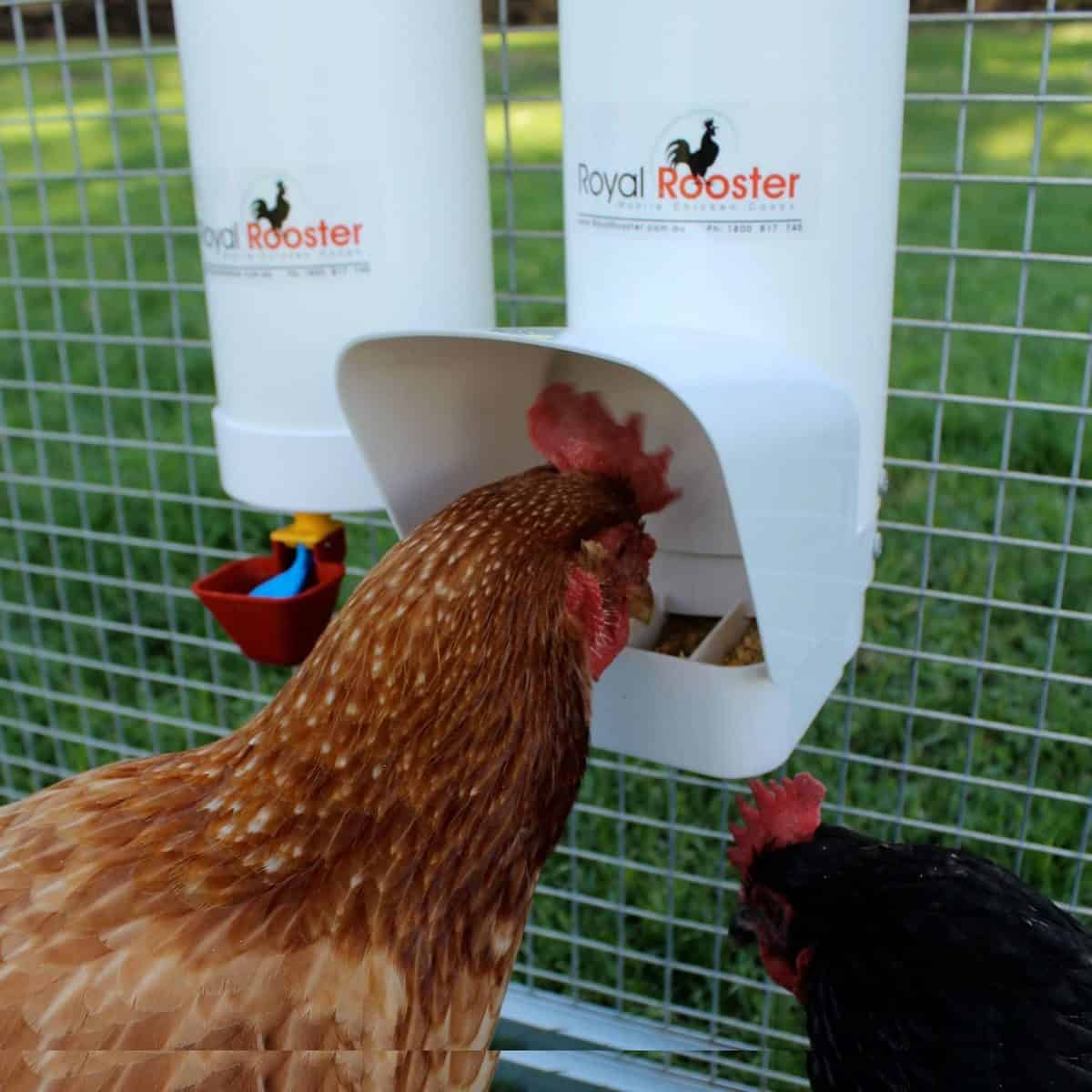 Choosing the Best Chicken Waterer