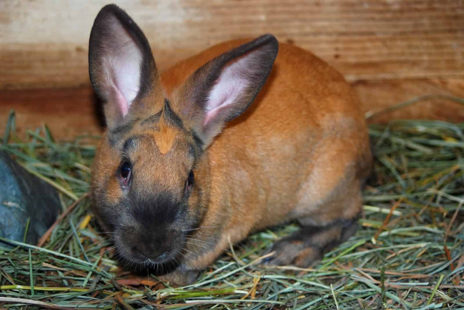 Cinnamon rabbit