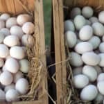 Difference Between Duck Eggs and Chicken Eggs