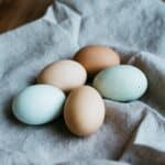 Duck Eggs vs Chicken Eggs