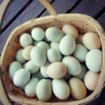 How Do Duck Eggs Look