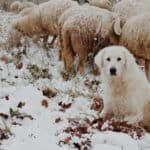 How to Choose a Livestock Guardian Dog