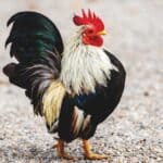 How to Take Care of the Bantam Chicken